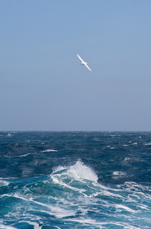 Snow Petrel In Flight